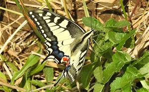 Vidlochvost feniklový (Papilio machaon)