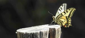 Vidlochvost feniklový (Papilio machaon)