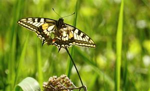 Vidlochvost feniklový (Papilio machaon)