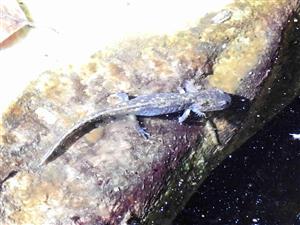 Salamandra škvrnitá (Salamandra salamandra)