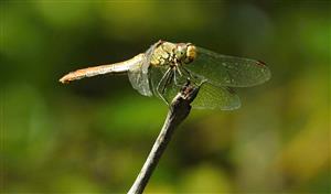 Vážka červená (Sympetrum sanguineum)