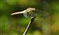 Sympetrum sanguineum (Muller, 1764)