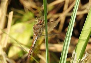 Vážka obyčajná (Sympetrum vulgatum)