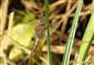 Sympetrum vulgatum (Linnaeus, 1758)