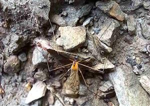 Bahniarka Limonia nigropunctata
