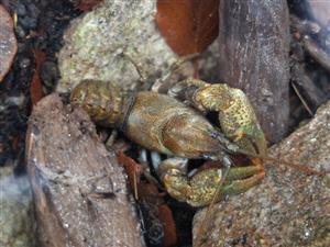 Austropotamobius torrentium