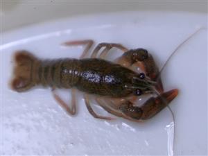 Astacus astacus