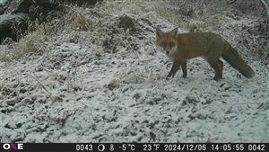 Vulpes vulpes