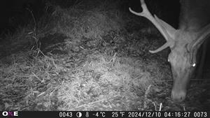 Cervus elaphus