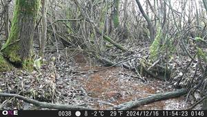 Picus viridis
