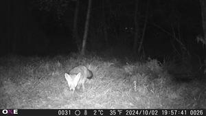 Vulpes vulpes