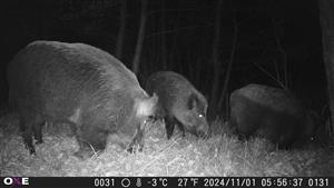 sus scrofa