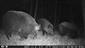 sus scrofa