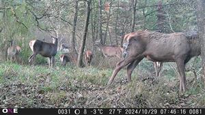 Cervus elaphus