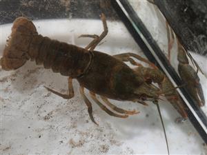 Astacus astacus