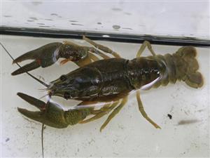 Astacus astacus