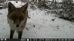 Vulpes vulpes