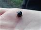 Chrysolina (Stichoptera) sanguinolenta (Linnaeus, 1758)