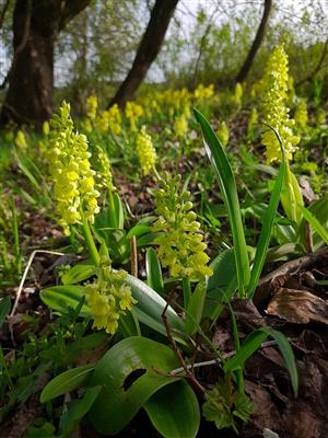 Populácia Orchis pallens