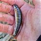 Phoxinus phoxinus (Linnaeus, 1758)