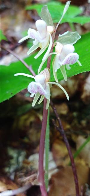 Epipogium aphyllum