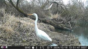 Egretta alba