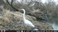 Egretta alba