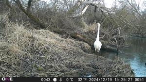 Egretta alba