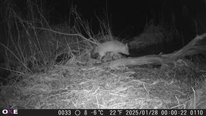 Vulpes vulpes