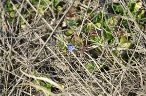 Veronica triphyllos na pieskovej dune v lokalite Borová.