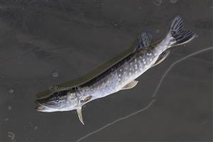 Esox lucius