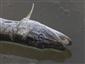 Esox lucius Linnaeus, 1758