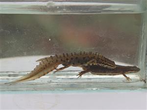 Lissotriton vulgaris
