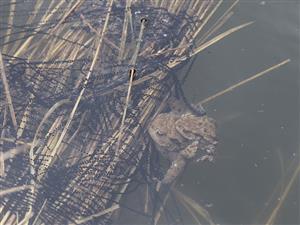 Bufo bufo