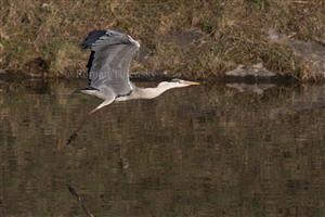 Ardea cinerea