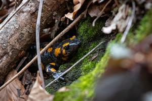 Salamandra škvrnitá