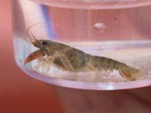 Astacus astacus