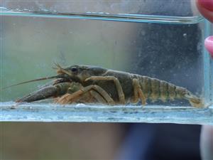 Astacus astacus