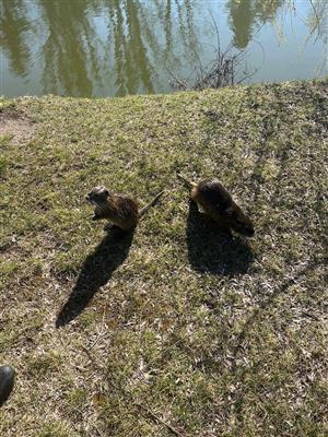 Nutria