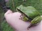Hyla arborea