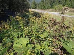 Porast Solidago gigantea na brehu potoka