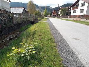 krídlatka česká