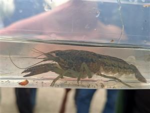 Procambarus fallax virginalis
