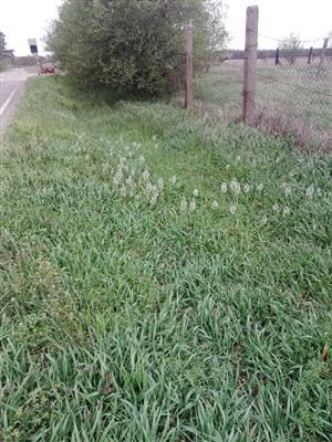Pohľad na lokalitu s Ornithogalum boucheanum.