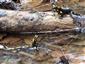 salamandra škvrnitá