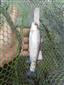 Oncorhynchus mykiss (Jordan, 1892)