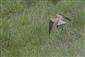 Falco tinnunculus