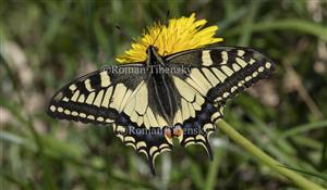 Papilo machaon