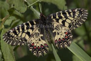 Zerynthia polyxena