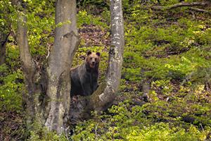 Medveď hnedý 